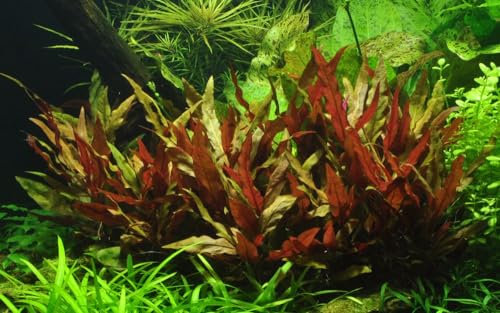 AquaOne Aquarium Pflanze Alternanthera reineckii 'Pink' I Wasserpflanze Aquariumpflanze Stängelpflanze voll durchwurzelt einfach pflegeleicht Aquascaping Dekoration