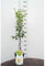 Pyrus communis 'Gieser Wildeman' 100-120 cm Birnbaum Birne Kochbirne