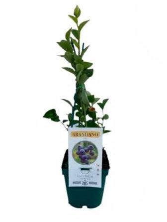 Planta natural Arandano Azul, 20-30 cm. Vaccinium corymbosum. Frutos del Bosque. Planta perenne de hojas verdes, produce frutos azules ricos en antioxidantes y vitaminas. Segura Garden.
