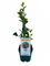 Planta natural Arandano Azul, 20-30 cm. Vaccinium corymbosum. Frutos del Bosque. Planta perenne de hojas verdes, produce frutos azules ricos en antioxidantes y vitaminas. Segura Garden.
