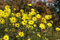 Helianthus atrorubens ca. 11x11 cm Topf - Sonnenblume, gelbe Blüten, Blütezeit Sommer bis Herbst, ideal für Rabatten, bienenfreundlich, pflegeleicht
