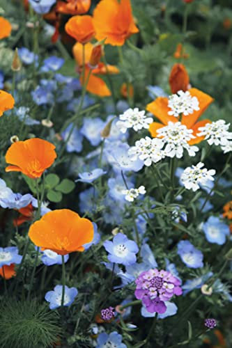 6500 (10 g) Samen Sommer Blumen Wiesen Mischung Bienen Wildblume Bunte Wiese N3