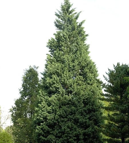 Leyland-Zypresse Pyramidalis 100-125cm - Cupressocyparis leylandii - lebende Gartenpflanze aus den Baumschulen
