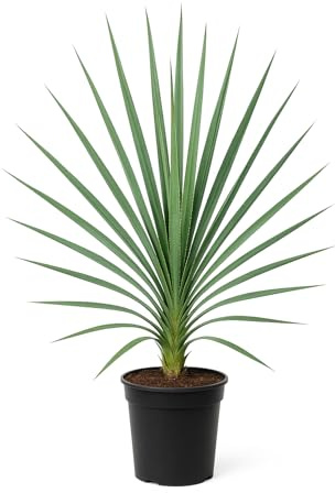 Yucca filamentosa – Palmlilie – 6 Pflanzen – 150cm – Winterharte Gartenstaude – Mehrjährige & pflegeleichte Zierpflanze – Robuste Pflanze für sonnige Standorte 6 Stück