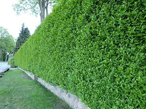 Wintergrüner Liguster Atrovirens - Ligustrum vulgare als Ligusterhecke - schnellwachsend pflegeleicht robust immergrün - Heckenpflanze von Garten Schlüter - geliefert im Container