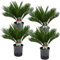 Plant in a Box - Cycas Revoluta - Palmier intérieur et extérieur - Set de 4 - Cycas du Japon - Pot 15cm - Hauteur 45-60cm