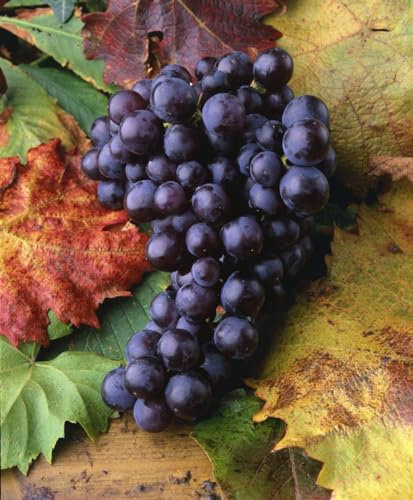 Vitis vinifera 'Isabella' 100-150 cm - Weinrebe, dunkelrote Trauben, Erntezeit September-Oktober, ideal für Pergolen, winterhart und pflegeleicht
