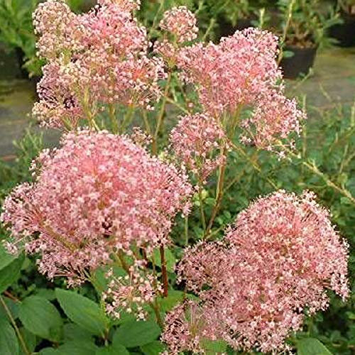 Säckelblume 'Marie Rose'® - Ceanothus Pallidus 'Marie Rose' - 40-50 cm Topf - Blaue Blüten, trockenheitstolerant