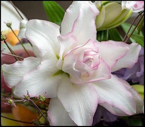 Lilien Zwiebeln Winterharte Mehrjährig, Lilien zwiebeln winterhartes,Edle Lilienzwiebeln, Elegante Lilienknollen, Winterhart zwiebeln-4 Zwiebeln-I