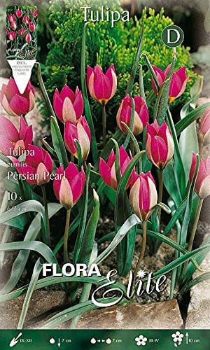 Flora Elite 245497 Tulpe Persian Pearl (10 Stück) (Tulpenzwiebeln)