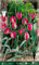 Flora Elite 245497 Tulpe Persian Pearl (10 Stück) (Tulpenzwiebeln)