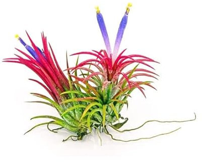 DECOALIVE Set de 2 Plantas del Aire de Color Rojo Plantas Naturales para Decorar el Hogar