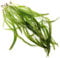 K2AQUA 5 X Vallisneria Gigantea Rubra Live Aquarium Plant Giant Vallis Ideal for Freshwater Tropical Aquascape Tank Natural Background Decoration