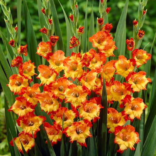 12 x Gladiolus Princess Margareth Rose – Mix of Yellow-Orange Toned Flowers – Summer Flowering Bulbs – Perennials – for Your Beautiful Garden