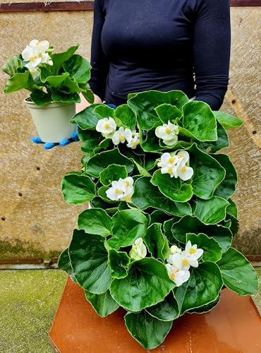 POWERS TO FLOWERS - BEGONIA BIG A FOGLIA VERDE E FIORE BIANCO, 3 PIANTE VASO 14 CM DIAMETRO, piante vere