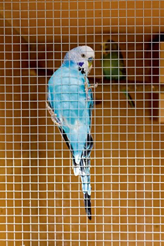 SupaGarden Cage & Aviary Welded Panel Mesh Size 50 x 50mm Panel Size 0.6 x 0.9m