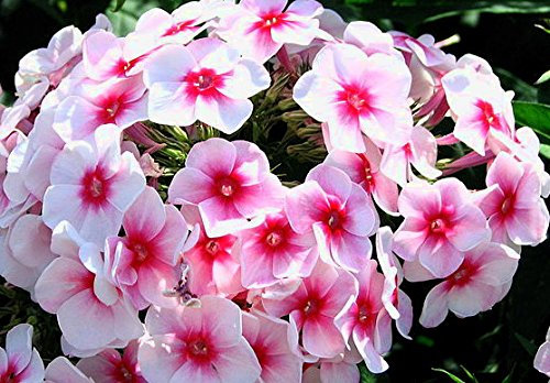 Pack x3 Phlox Paniculata Adessa Pink Star XXL Supersize Perennial Plug Plants