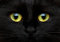 wandmotiv24 Fototapete Katze Tier Augen, 300 x 210 cm - selbstklebende Strukturtapete, Wanddeko, Wandbild, Wandtapete, Natur, Schwarz, Gelb M1013