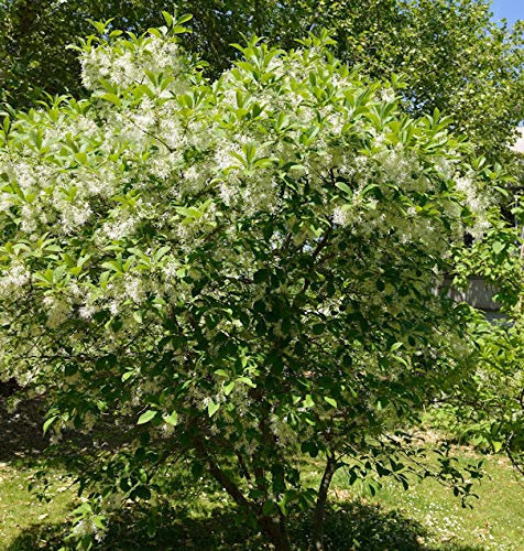 Virginischer Schneebaum 100-125cm - Chionanthus virginicus - lebende Gartenpflanze aus den Baumschulen