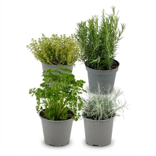 Mezcla de hierbas – 4 plantas – Diámetro 12 cm – Altura 12 – 15 cm – Mezcla de albahaca, orégano, tomillo y romero – Hierbas de cocina frescas para balcón, terraza e interior