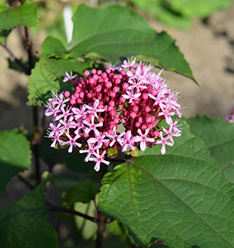 China Losbaum 60-80cm - Clerodendrum bungei - lebende Gartenpflanze aus den Baumschulen