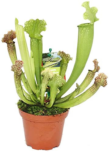 Sarracenia Planta Trompeta Carnívora Maceta Pequeña Sarracena