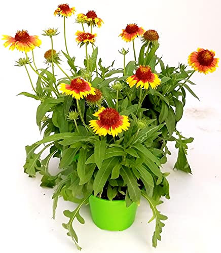 POWERS TO FLOWERS - GAILLARDIA, 3 PIANTE, Vaso 14cm, piante vere