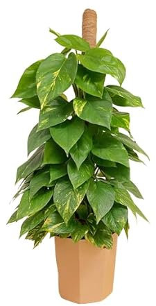 Potus Tutor Natural una Planta Resistente que Brinda Frescura y Estilo a tu Hogar