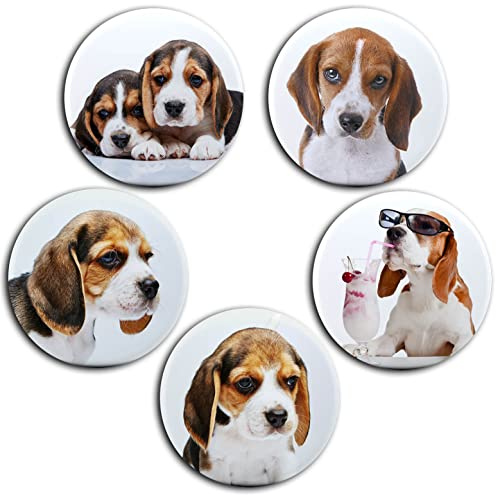 Beagle Jagdhund - runde Magnete für Kühlschränke,Memoboard, Pinnwand, Magnettafel, Whiteboard, Dekoration - hochwertige Fotomotive 04
