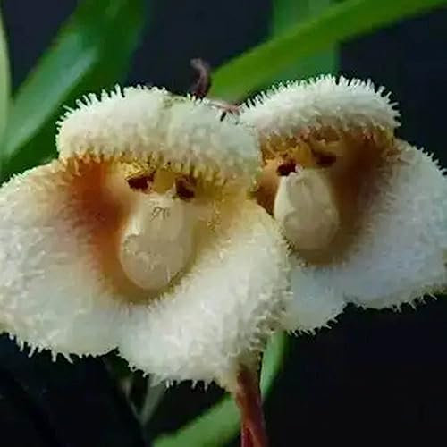 50 pcs Affengesicht Orchidee - Dracula Simia - Blumen Balkon Affengesicht Orchidee Samen Balkon Beet Blumensaat, Garten Geschenk Blumensamen, Garten Blumen Für Balkon Samen Zimmerpflanzen,
