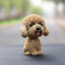 Gehanico Wackelhund Auto Deko Innendekoration Auto Hund Hundedekoration Innovative Harz Teddyhund Spielzeug Auto Dekor (Beige)