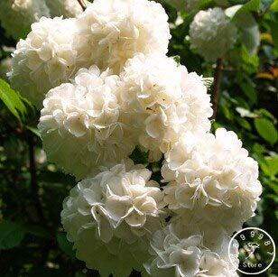 Coppa f Confezione fresca da 20 semi di fiori di geranio per piantare bianco