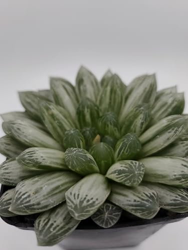 Haworthia Cooperi Pilifera Variegata, Pianta Succulenta in Vaso Decorativo Nero