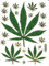 Cannabis Pflanze Aufkleber 20-teilig 1 Blatt 135 mm x 100 mm Sticker Basteln Kinder Party Metallic-Look
