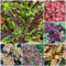 150 pcs buntnessel samen - coleus blumei - blumenwiese samen mehrjährig, pflanzensamen buntnessel kaufen blumen pflanzen, ausgefallene geschenke samen blumen, pflanzen winterhart draußen