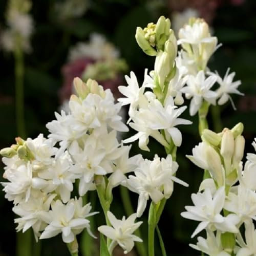 Tuberose zwiebeln,winterharte pflanzen,krautige mehrjährige Pflanze, ganzjährig,winterharte Blumenzwiebel,duftende,tuberose pflanze(keine Samen,nicht künstlich und winterhart)-4zwiebeln