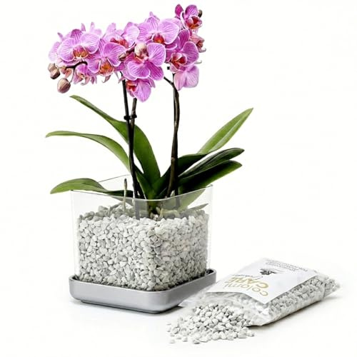 Colomi Care Orchideentopf Set transparent + 1 L Orchideengranulat (Weiss) – sauberes Pflanzsystem mit Wurzel- & Feuchtigkeitskontrolle