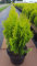 gelber orientalischer Zwerg - Lebensbaum Thuja orientalis Aurea Nana 20-30 cm hoch im 2 Liter Pflanzcontainer