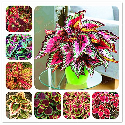 50 semillas chinas bonsái Coleus mini follaje plantas de color perfecto para el hogar maceta maceta para decoración de jardín 1