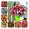 50 semillas chinas bonsái Coleus mini follaje plantas de color perfecto para el hogar maceta maceta para decoración de jardín 1