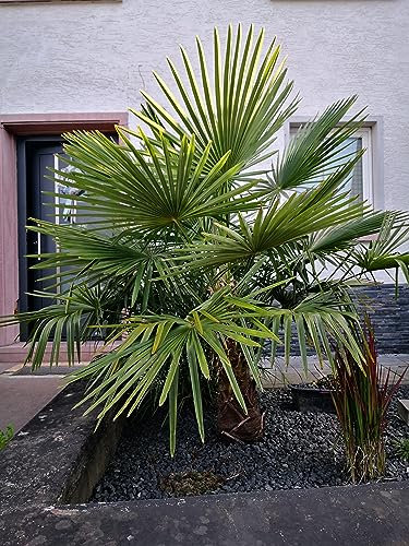 30 Samen Hanfpalme Trachycarpus fortunei Palmen Samen