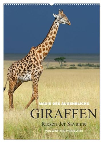 Magie des Augenblicks - Giraffen - Riesen der Savanne (Wandkalender 2026 DIN A2 hoch), CALVENDO Monatskalender: Eindrucksvolle Bilder von Giraffen, ... von Winfried Wisniewski (CALVENDO Tiere)