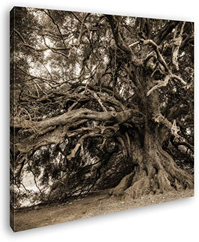 Leinwandbild Alter Olivenbaum – Zeit in seinen Ästen Format: 70x70 cm Effekt: Sepia XXL Kunstdruck Bild auf Keilrahmen/Wandbild/Wohnzimmer Deko