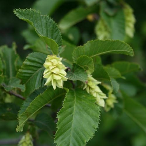 Carpino nero Ostrya carpinifolia Carpinella pianta da siepe in vaso ø15 cm h. 80/100 cm Vivaio di Castelletto