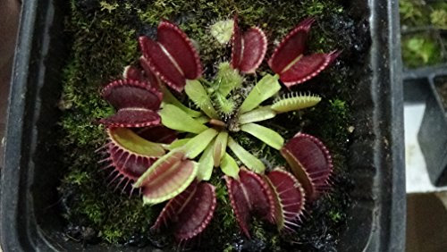 Pflanze Karnivatur Dionaea Muscipula (ATRAPAMOSQUITOS) im Topf GRATIS PORTES