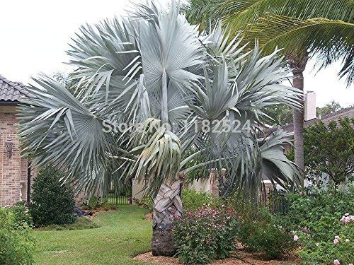 Bismarckia nobilis Silberne Bismarckpalme, 10+ Samen