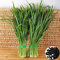 Semillas de cebollino chino nutritivo orgánico vegetal sano del alimento verde Allium tuberosum de ajo cebollino semillas de la herencia 100 PCS