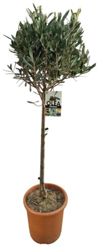 Olea europaea – Olivenbaum Hochstamm 65 cm | Topf 18 cm
