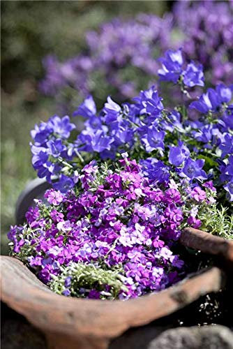 Campanula portenschlagiana Garten Polser Glockenblume Staude im Topf gewachsen (1 Stück)