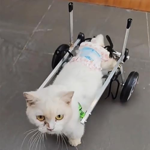 Oracra Hunderollstuhl Rollstuhl für Behinderte/gelähmte Katzen, Mobilitätshilfen für Kätzchen mit Arthritis In Größe XXS/XS/S, Laufwagen für Schwache Beine, Hunde-Assistenzfahrzeug(XS)